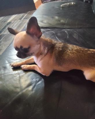 Vvr chihuahua mini Toy