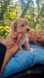 Cuccioli di maltipoo mini