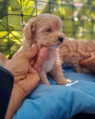 Cuccioli di maltipoo mini