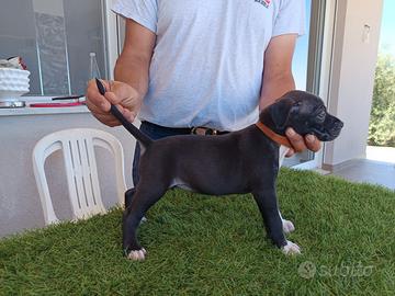 Cucciolo American Pit Bull Terrier