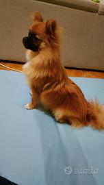 pomerian spitz 