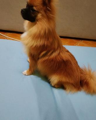 pomerian spitz 