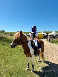 Pony di 13 anni