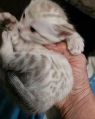 Cuccioli di gatto Bengala