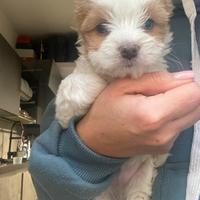 Yorkshire biwer golddust con pedigree