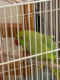 Parrocchetto dal collare