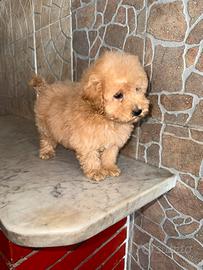 Cucciolo barboncino toy