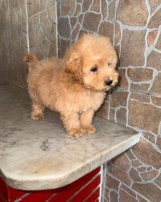 Cucciolo barboncino toy