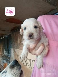 Cucciolo/i due mesi
