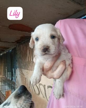 Cucciolo/i due mesi