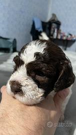Cuccioli Maschi di Lagotto Romagnolo