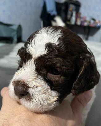 Cuccioli Maschi di Lagotto Romagnolo