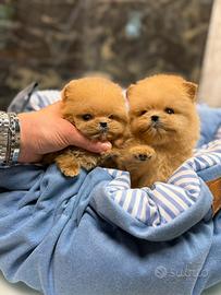 Pomapoo barboncino / Pomerania