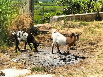 Capre incrocio tibetano