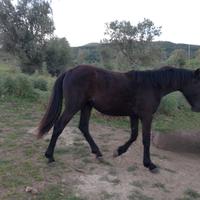 Puledra Sanfratellana