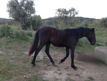 Puledra Sanfratellana
