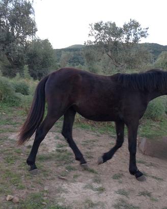 Puledra Sanfratellana