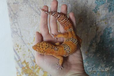 Geco leopardino