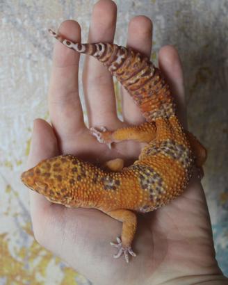 Geco leopardino