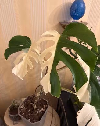 Piante e Talee