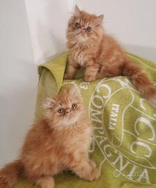 Cuccioli persiano rosso