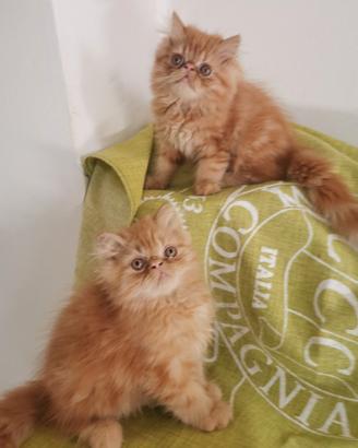 Cuccioli persiano rosso