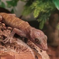 Geco + terrario e accessori completi