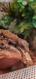 Geco + terrario e accessori completi