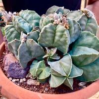 Piante grasse cactus fiori succulente giardino