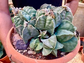 Piante grasse cactus fiori succulente giardino