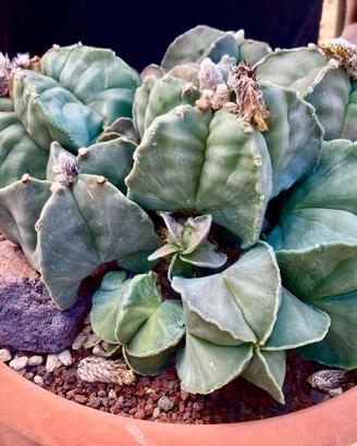 Piante grasse cactus fiori succulente giardino
