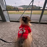 Pomeriana 2 anni maschio ?