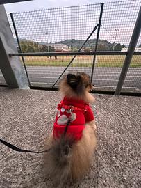 Pomeriana 2 anni maschio ?