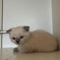 British Straight e Scottish Fold