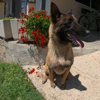 Pastore belga malinois - X cuccioli