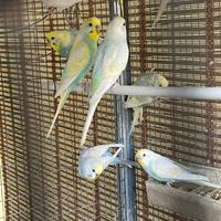 Pappagallini Cocorite