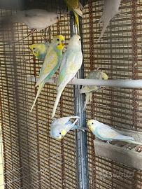 Pappagallini Cocorite