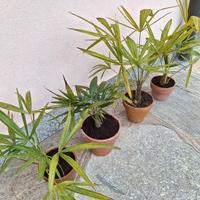Chamaerops Humilis - Palma di San Pietro in vaso