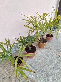 Chamaerops Humilis - Palma di San Pietro in vaso