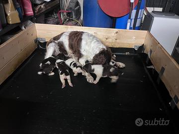 Cucciolo springer spaniel