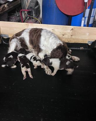 Cucciolo springer spaniel
