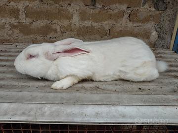Coniglio Bianco Nuova Zelanda