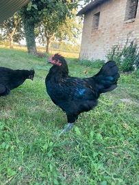 Gallo Olive egger