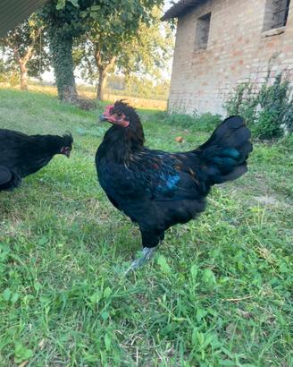 Gallo Olive egger