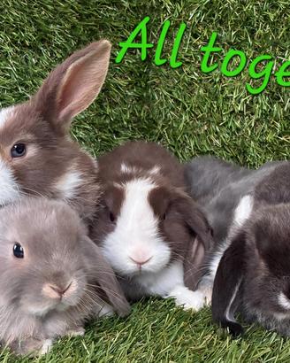 cuccioli minilop