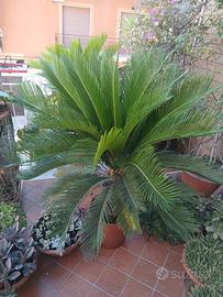 piante cicas 