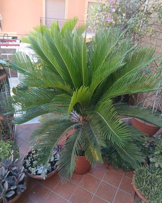 piante cicas 