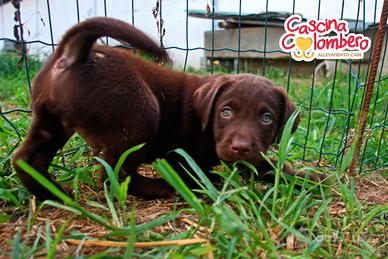 Labrador retriever cuccioli cioccolato