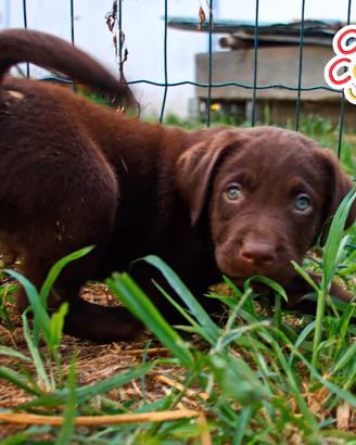 Labrador retriever cuccioli cioccolato