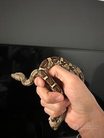 Teca completa con boa